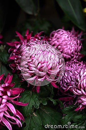 Beautiful chrysanthemum Stock Photo